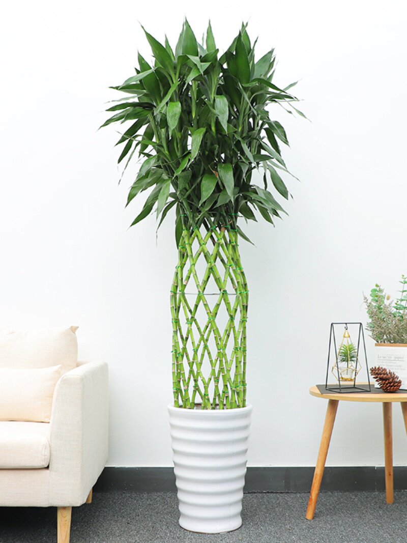 富贵竹笼盆栽开运竹大型绿植办公室客厅室内净化空气植物花卉盆景