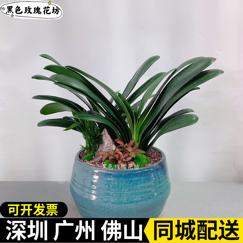 君子兰盆栽客厅办公室桌面盆景