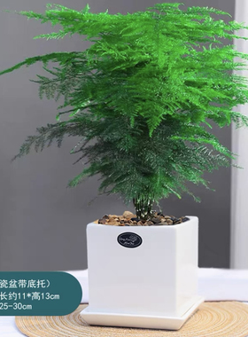 文竹盆栽 室内绿植 办公室桌面小盆栽 绿色植物 净化空气文竹盆景
