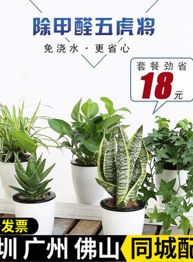 组合盆栽 室内醛植物套餐吊兰绿萝盆栽虎皮兰常春藤芦荟绿植