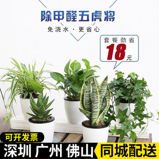 组合盆栽 室内醛植物套餐吊兰绿萝盆栽虎皮兰常春藤芦荟绿植