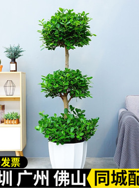 深圳金钱榕室外盆栽摇钱树盆景三层榕树喜阳植物办公室净化空气