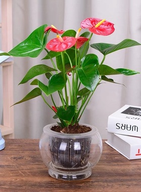 白掌红掌盆栽水培花卉室内办公桌绿植净化空气鸿运当头水培植物