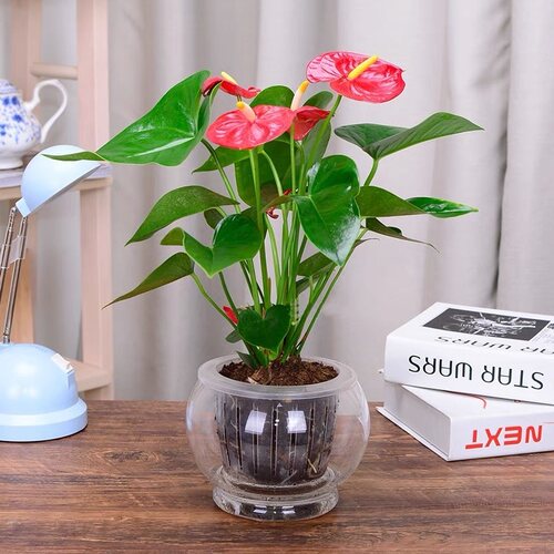 红掌盆栽白掌办公桌植物鸿运当头