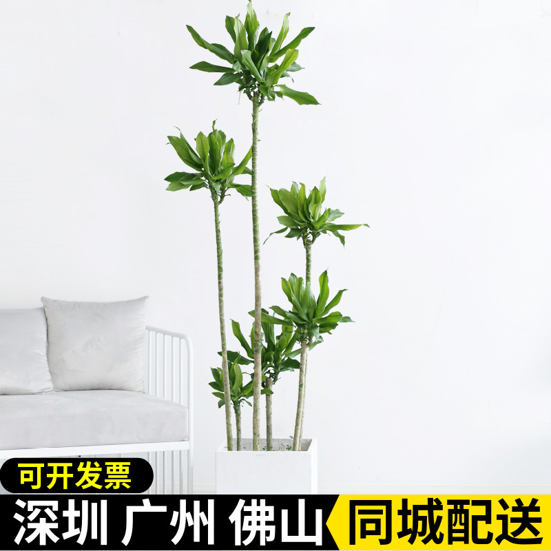 螺纹铁盆栽绿植四季常青好养绿植
