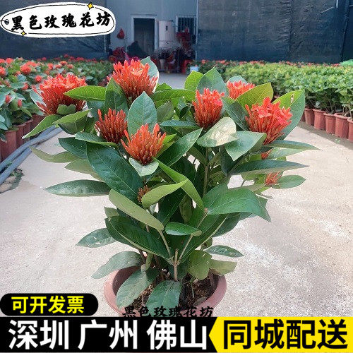 四季开花植物花卉阳台