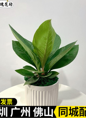 鸟巢花烛盆栽 聚宝盆办公室客厅招财大叶室内好养绿植 净化空气