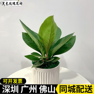 鸟巢花烛盆栽 聚宝盆办公室客厅招财大叶室内好养绿植 净化空气