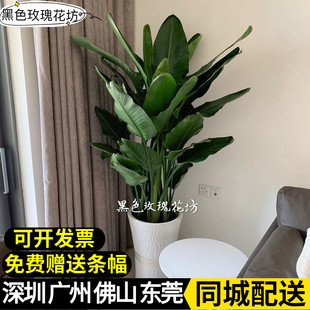 耐阴好养护 鹤望兰 盆栽植物花卉大叶绿植除甲醛深圳 天堂鸟盆栽