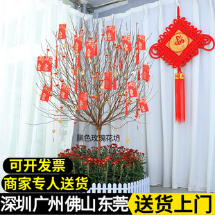 桃花树盆栽年宵花卉桃花树真桃花树客厅室内盆景桃花运新年许愿树