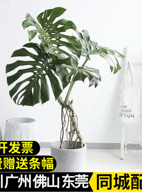 龟背竹盆栽老桩造型落地盆栽净化空气室内好养绿植