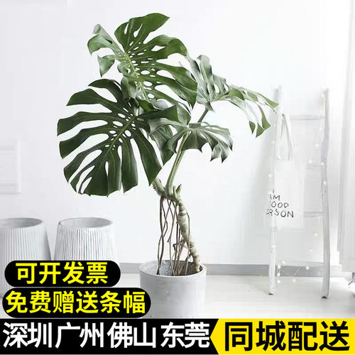 老桩龟背竹客厅卧室净化空气