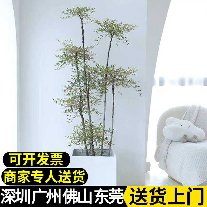 好养盆栽大型阳台庭院老桩南天竹