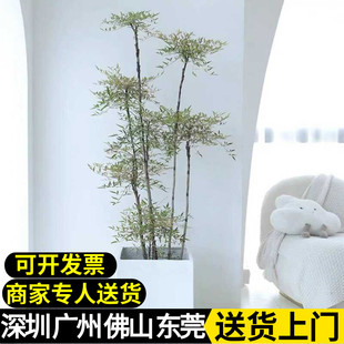 大型南天竹老桩南天竺造型绿植客厅阳台庭院造景真绿植好养盆栽