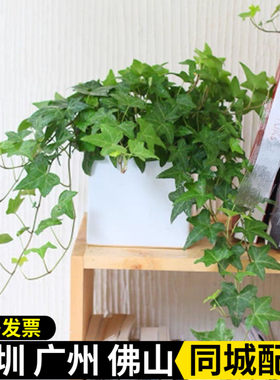 常青藤垂吊净化空气绿萝攀援植物