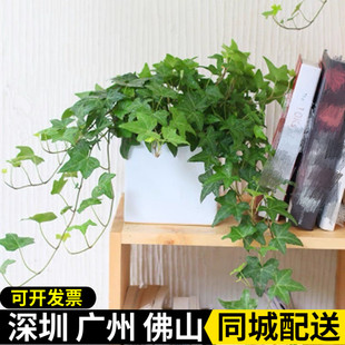 吊兰绿萝 垂吊攀援植物 净化空气爬藤植物 爬地虎 常青藤植物盆栽