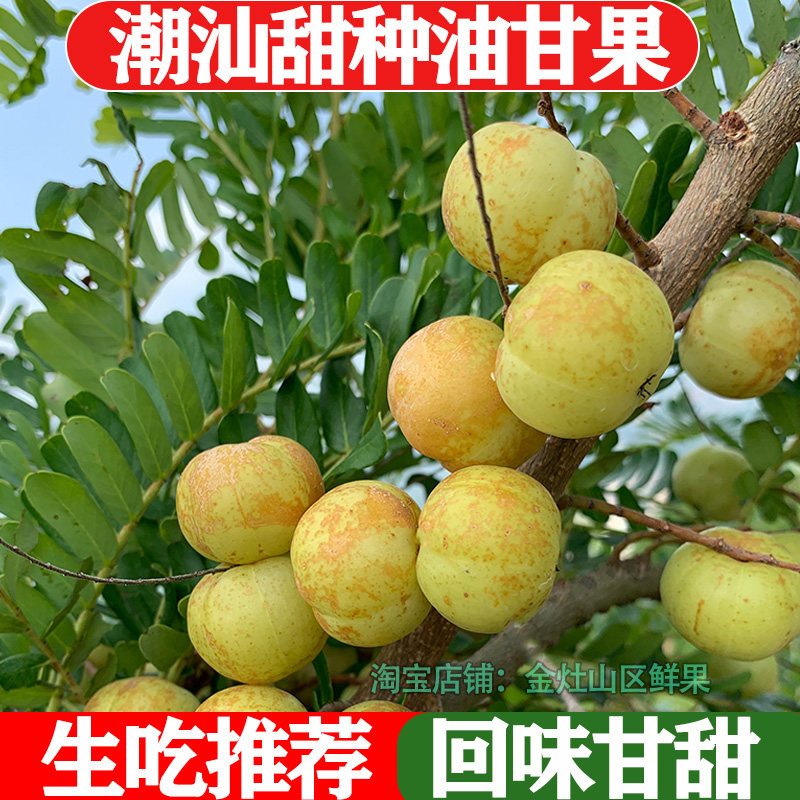 潮汕新鲜柿饼甜油甘果牛甘果油柑余甘果滇橄榄榨汁纯天然无添加素