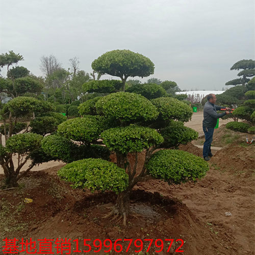 小叶黄杨树庭院别墅造型