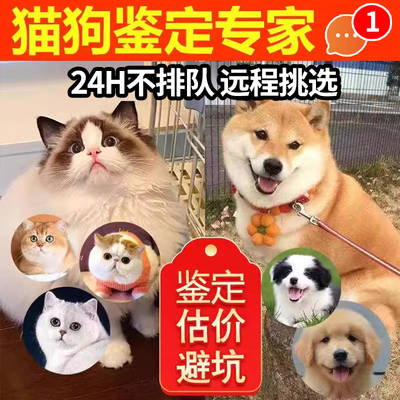 猫咪狗狗品种品相鉴定估价防骗