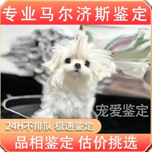马尔济斯专业鉴定猫咪狗品种品相鉴定估价挑选 布偶猫柴犬边牧