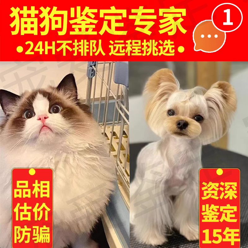 宠物鉴定师咨询狗狗猫咪 品种品相鉴定估价柴犬约克夏缅因布偶猫 宠物/宠物食品及用品 宠物训练 原图主图