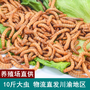 活体面包虫黄粉虫活虫鱼饵八哥画眉鸟仓鼠刺猬鸡饲料乌龟蜥蜴食物