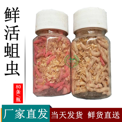 鲜活蛆虫活体红蛆白色蛆牙子