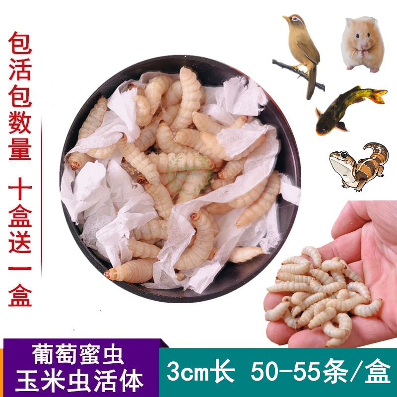 葡萄蜜虫活体玉米虫绣眼画眉鸟食仓鼠爬宠物饲料钓鱼大号活虫鱼饵