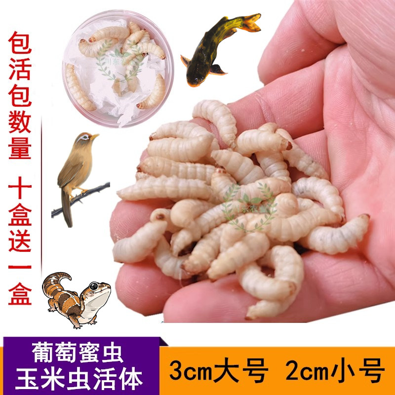 葡萄蜜虫小号活体玉米虫大号绣眼爬虫/鸣虫食物
