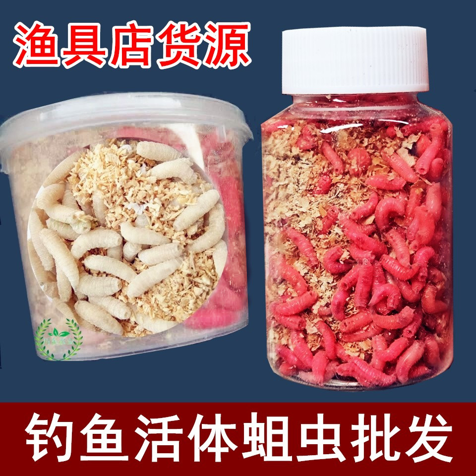 钓鱼蛆虫活体大号红蛆活虫白蛆鲜活公鱼蛆鲫鱼溪石斑鱼饵60瓶30瓶