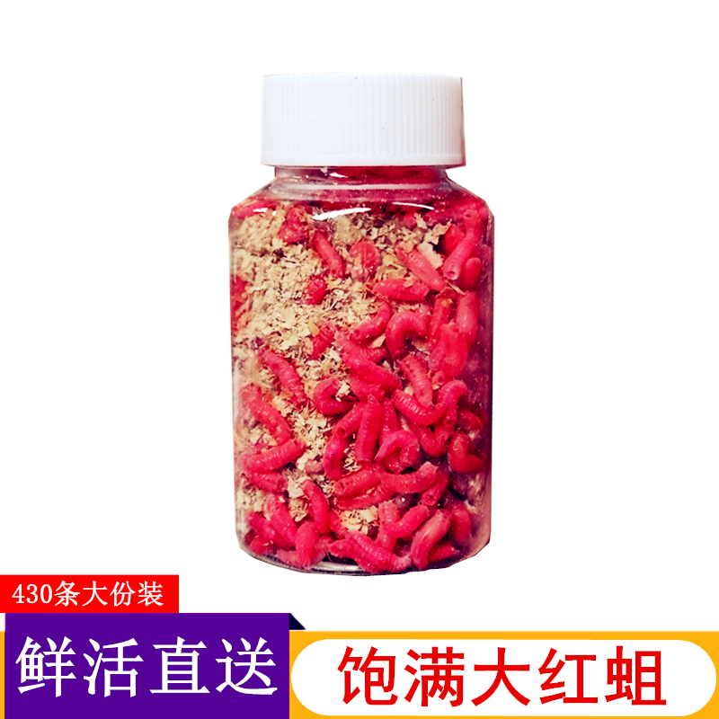钓鱼活体蛆虫野钓溪石斑大号红蛆鲜活肉蛆鲫鱼饵料钓马口白条红虫,户外/登山/野营/旅行用品,活饵/谷麦饵等饵料,淘宝优惠券,粉丝福利购,淘宝优惠卷