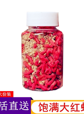 鲜活大号红蛆活饵野钓鲫鱼饵料