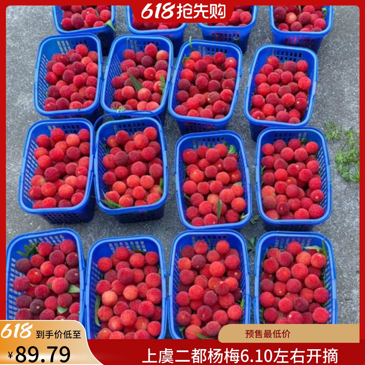 2026上虞二都真山杨梅粉红种白杨梅农家自种杨梅园顺丰冷藏保鲜