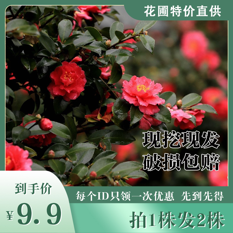 新店开张【买就送】茶梅开花盆栽四季常绿阳台花卉庭院绿化绿化苗 鲜花速递/花卉仿真/绿植园艺 绿植 原图主图