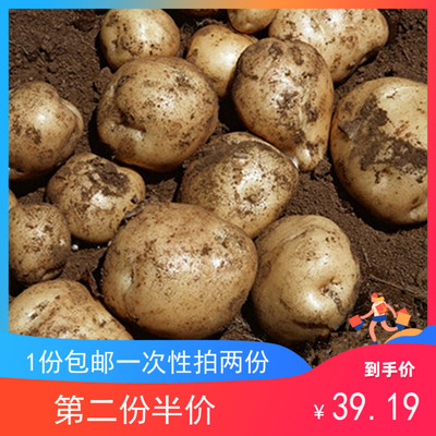 26 年新鲜小土豆农家自种秭归特黄心马铃薯地蛋湖北省洋芋8斤包邮