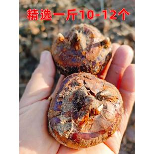 乐昌北乡马蹄荸荠新鲜大个现挖脆甜无渣多汁即食水果特大号红马蹄