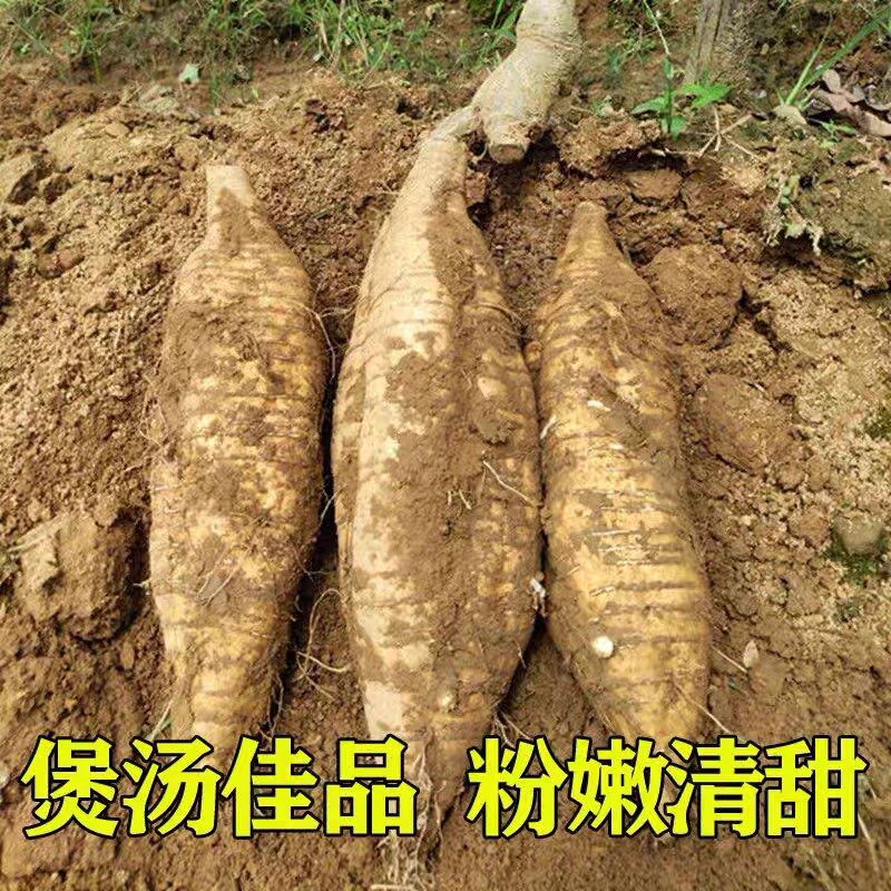 韶关火山粉葛新鲜广东野生葛根煲汤葛粉甘葛