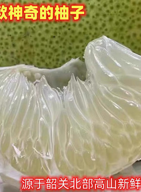 高山老品种中华小药柚子冰糖柚子葡萄柚老树大果白心苦柚新鲜水果
