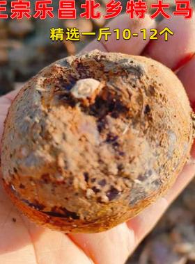 特大马蹄正宗乐昌北乡马蹄种子带泥荸荠蔬菜韶关特产绿色水果脆甜