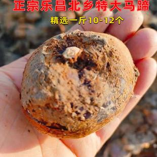 特大马蹄正宗乐昌北乡马蹄种子带泥荸荠蔬菜韶关特产绿色水果脆甜