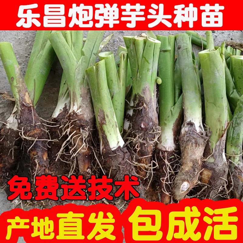 广东炮弹芋头种乐昌张溪香芋苗韶关槟榔芋高产特大种植栽培芋艿粉