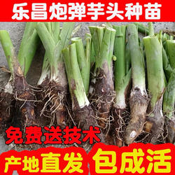 广东炮弹芋头种乐昌张溪香芋苗韶关槟榔芋高产特大种植栽培芋艿粉