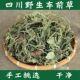 中药材车前草500g 四川新鲜野生车前草干货整颗袋泡茶泡水 包邮