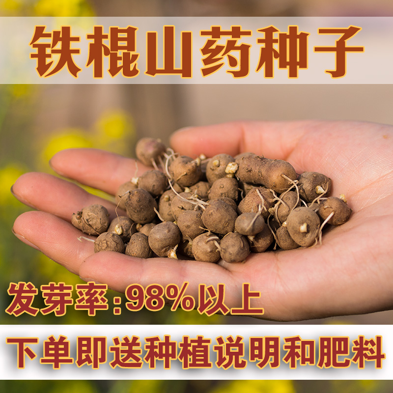 种植苗河南焦作温县铁棍山药豆种苗种淮山种苗小号淮山药豆种子