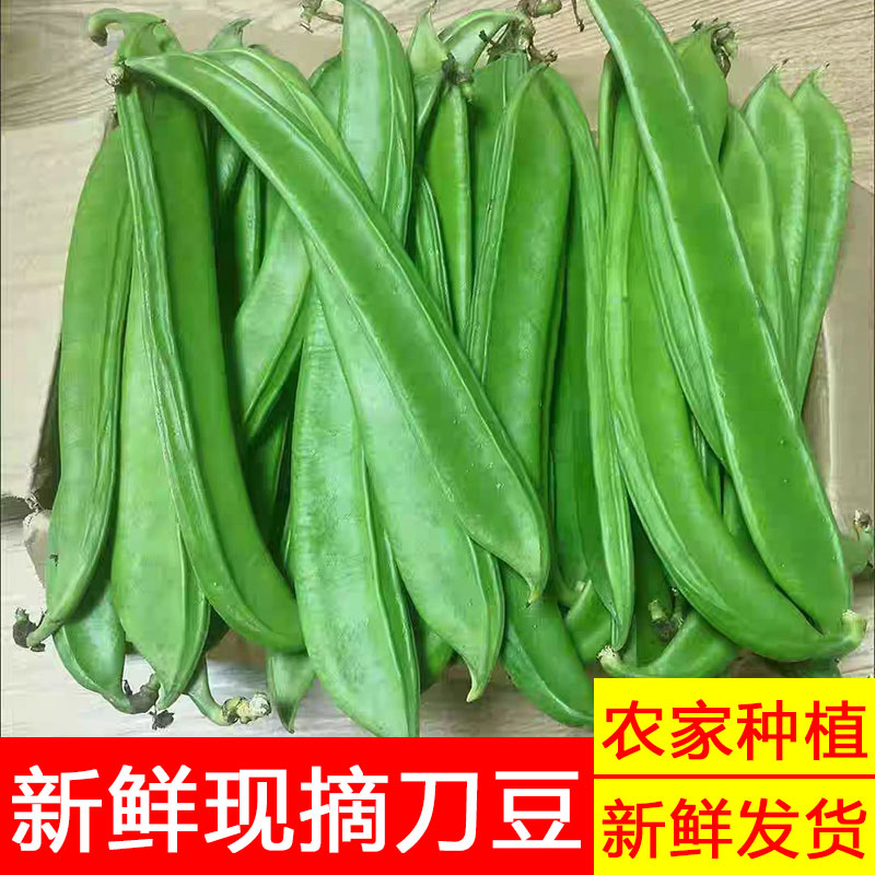 江西农家自种新鲜刀豆时令蔬菜刀豆剁椒原料现摘新鲜嫩刀豆腌制