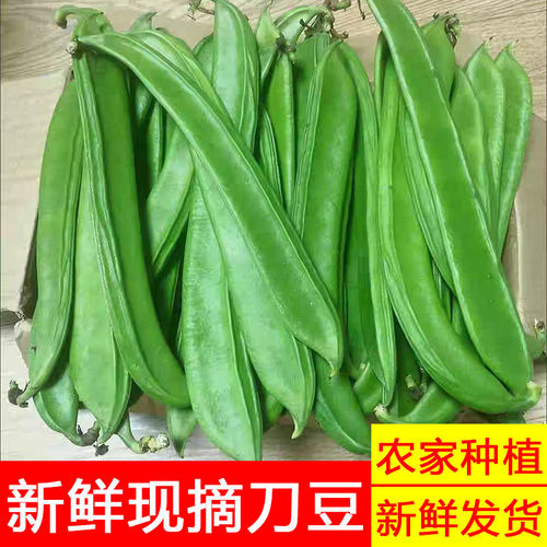 江西农家自种新鲜刀豆时令蔬菜刀豆剁椒原料现摘新鲜嫩刀豆腌制