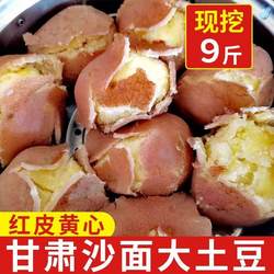 甘肃定西马铃薯土豆新鲜红皮黄心洋芋马铃薯辅食粉糯沙面土豆批发