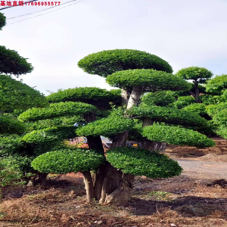 耐寒好养庭院别墅大型景观树对接白蜡造型树白蜡造型盆景北方室外