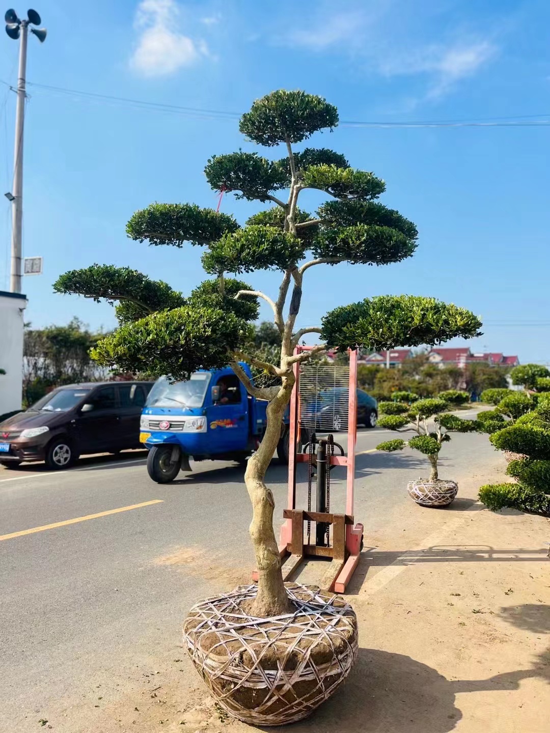 黄杨造型树花园别墅庭院造景植物耐寒四季常青小叶瓜子黄杨树盆景