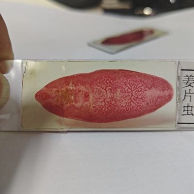 卓普寄生虫切片标本模型厂家直销